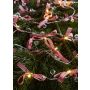 Markslojd ROSETT 702943 Niz svjetala 20x0.8W/LED 2700K IP20